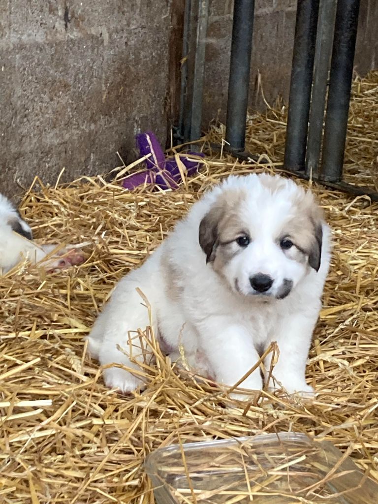 Francois Vischery - Chiots disponibles - Chien de Montagne des Pyrenees